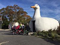Hampton Maid Ride LI Duck